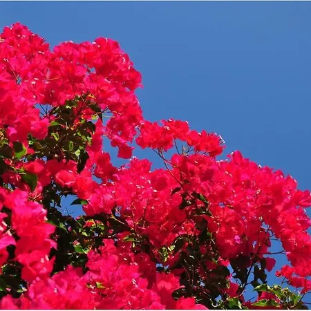 Otel Kefalonia &