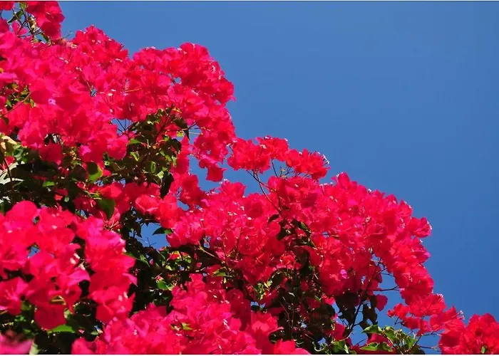 Hotel Kefalonia &